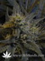 Super Silver Haze fem - семена конопли от Green House Seeds