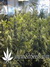 Super Silver Haze fem - семена конопли от Green House Seeds
