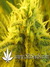Super Silver Haze fem - семена конопли от Green House Seeds
