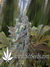 Super Silver Haze fem - семена конопли от Green House Seeds