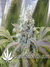 Super Silver Haze fem - семена конопли от Green House Seeds