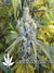 Super Silver Haze fem - семена конопли от Green House Seeds
