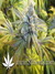 Super Silver Haze fem - семена конопли от Green House Seeds