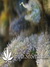 Super Silver Haze fem - семена конопли от Green House Seeds