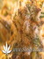 Super Silver Haze fem - семена конопли от Green House Seeds