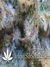 Super Silver Haze fem - семена конопли от Green House Seeds