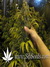 Super Silver Haze fem - семена конопли от Green House Seeds