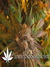 Super Silver Haze fem - семена конопли от Green House Seeds