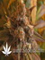 Super Silver Haze fem - семена конопли от Green House Seeds