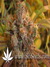 Super Silver Haze fem - семена конопли от Green House Seeds