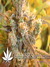 Super Silver Haze fem - семена конопли от Green House Seeds