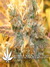 Super Silver Haze fem - семена конопли от Green House Seeds