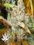 Super Silver Haze fem - семена конопли от Green House Seeds