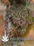 Super Silver Haze fem - семена конопли от Green House Seeds