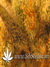 Super Silver Haze fem - семена конопли от Green House Seeds