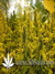 Super Silver Haze fem - семена конопли от Green House Seeds