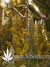 Super Silver Haze fem - семена конопли от Green House Seeds