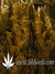 Super Silver Haze fem - семена конопли от Green House Seeds