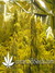 Super Silver Haze fem - семена конопли от Green House Seeds