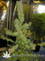 Super Silver Haze fem - семена конопли от Green House Seeds