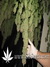 Super Silver Haze fem - семена конопли от Green House Seeds