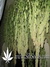 Super Silver Haze fem - семена конопли от Green House Seeds