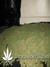 Super Silver Haze fem - семена конопли от Green House Seeds