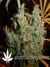Super Silver Haze fem - семена конопли от Green House Seeds