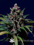 Paradise Seeds / Sweet Purple fem - семена конопли от Paradise Seeds