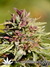 Paradise Seeds / Sweet Purple fem - семена конопли от Paradise Seeds