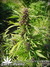 Paradise Seeds / Sweet Purple fem - семена конопли от Paradise Seeds