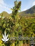 Paradise Seeds / Sweet Purple fem - семена конопли от Paradise Seeds
