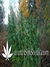Paradise Seeds / Sweet Purple fem - семена конопли от Paradise Seeds