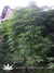 Paradise Seeds / Sweet Purple fem - семена конопли от Paradise Seeds