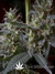 Paradise Seeds / Sweet Purple fem - семена конопли от Paradise Seeds