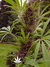 Paradise Seeds / Sweet Purple fem - семена конопли от Paradise Seeds