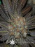 Paradise Seeds / Sweet Purple fem - семена конопли от Paradise Seeds