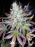 Paradise Seeds / Sweet Purple fem - семена конопли от Paradise Seeds