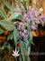 Paradise Seeds / Sweet Purple fem - семена конопли от Paradise Seeds