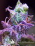 Paradise Seeds / Sweet Purple fem - семена конопли от Paradise Seeds