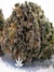 Paradise Seeds / Sweet Purple fem - семена конопли от Paradise Seeds