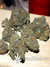 Paradise Seeds / Sweet Purple fem - семена конопли от Paradise Seeds