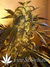 Paradise Seeds / Swiss Bliss - семена конопли от Paradise Seeds