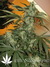 Paradise Seeds / Swiss Bliss - семена конопли от Paradise Seeds