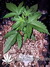 Auto Tangie'matic fem - автоцветущие феминизированные семена конопли от Fast Buds