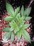Auto Tangie'matic fem - автоцветущие феминизированные семена конопли от Fast Buds