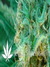 Thai Fantasy fem - феминизированные семена конопли от Kannabia Seeds