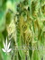 Thai Fantasy fem - феминизированные семена конопли от Kannabia Seeds