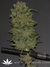 Thai Fantasy fem - феминизированные семена конопли от Kannabia Seeds