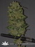 Thai Fantasy fem - феминизированные семена конопли от Kannabia Seeds